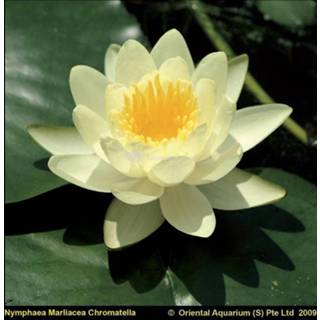 👉 Gele waterlelie (Nymphaea “Marliacea Chromatella”) - 6 stuks 8713469105477