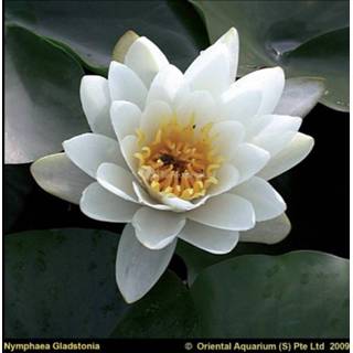 👉 Witte waterlelie (Nymphaea Gladstoniana) - 6 stuks 8713469105392