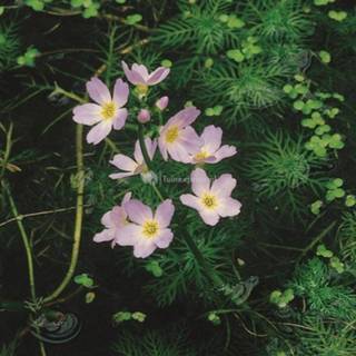 👉 Waterviolier (Hottonia palustris) zuurstofplant - 10 stuks 8712044849621