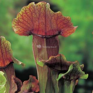 👉 Oranjebruine trompetbekerplant (Sarracenia “Maroon”) moerasplant - 6 stuks 8718226850348