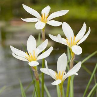 👉 Witte westenwindbloem (Zephyranthes candida) moerasplant - 6 stuks 8712815765389