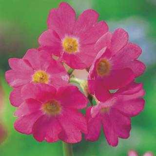 👉 Roze sleutelbloem (Primula rosea) moerasplant - 6 stuks 8713469105804