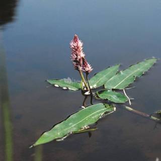 👉 Veenwortel (Polygonum amphibium) drijfplant - 6 stuks 8713469105712
