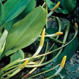 👉 Goudknots (Orontium aquaticum) moerasplant - 6 stuks 8713469105620