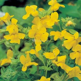 👉 Gele maskerbloem (Mimulus luteus) moerasplant - 6 stuks 8713469105187