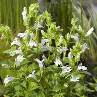 👉 Witte Virginische lobelia (Lobelia siphilitica “Alba”) moerasplant - 6 stuks 8713469804790