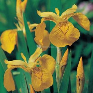 👉 Gele iris (Iris pseudacorus) moerasplant - 6 stuks 8713469103220