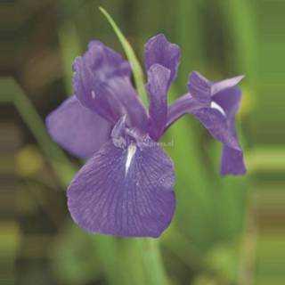 👉 Blauwe Japanse iris (Iris Laevigata “Blue”) moerasplant - 6 stuks 8712815038124