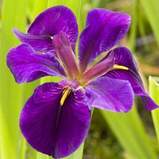 👉 Paarse Japanse iris (Iris “Black Gamecock”) moerasplant - 6 stuks 8712044982489