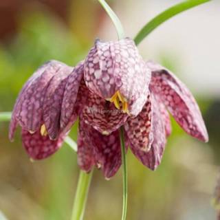 👉 Kievits bloem Kievitsbloem (Fritillaria meleagris) moerasplant - 6 stuks 8713469104722