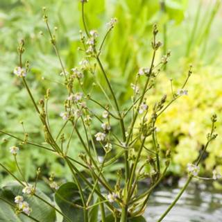 👉 Waterweegbree (Alisma parviflora) moerasplant - 6 stuks 8713469103138