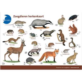 👉 Kunststof Kijkkaart Zoogdieren