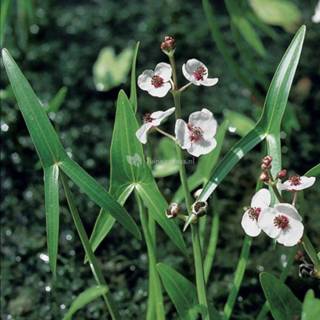 👉 Pijlkruid (Sagittaria sagittifolia) moerasplant - 6 stuks 8713469105903