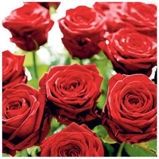 Rozen servetten rode Servet rode rozen servetten 33 cm