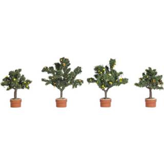 👉 Citrusboom Set bomen Citrusbomen 45 tot 58 mm Busch 6619 1 stuks 4001738066197