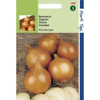 👉 Groentezaad gele Hortitops Uien Allium cepa Rijnsburger, Bolronde - Groentezaden 4 gram