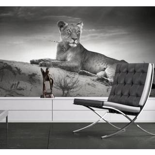 👉 Fotobehang zwart wit - Zwart-wit leeuwin 5902875782140