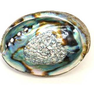 👉 Abalone schelp active