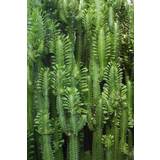 👉 Fotobehang groen ESTAhome tropische jungle cactus wand tropisch junglegroen 8710381712844