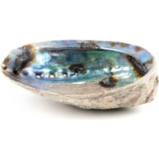 👉 Abalone schelp active - Nieuw Zeeland 12 tot 16 cm 7061117697395 7448153324346
