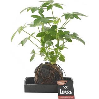 👉 Lavasteen groen Schefflera plant op (Lova)