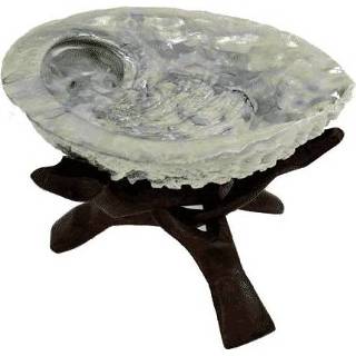 👉 Abalone schelp active Haliotis Midae met Cobra Driepoot 7432029760758