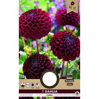 👉 Dahlia rood Natal - Bloembollen Donkerrood 1 stuk 8713339975285